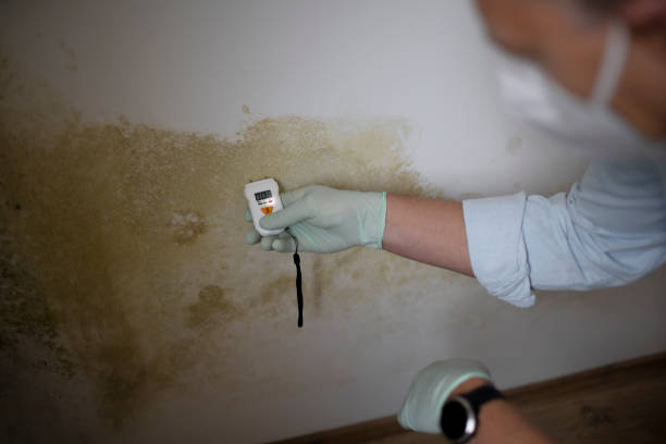 Best Crawl Space Mold Removal  in Kearny, AZ