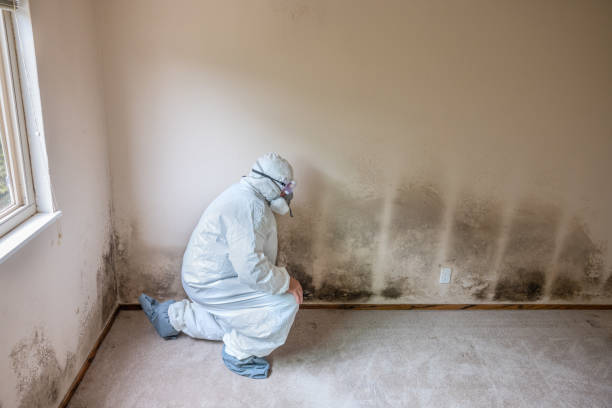 Best Residential Mold Removal  in Kearny, AZ