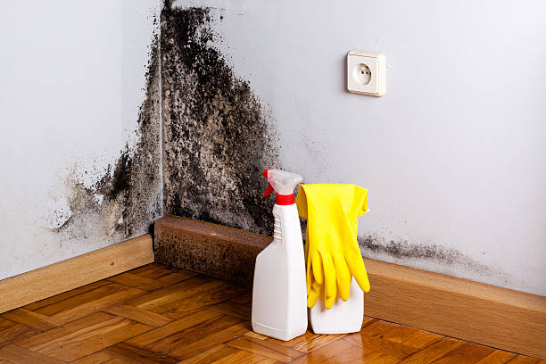 Best Certified Mold Removal  in Kearny, AZ