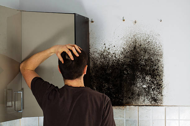Best Toxic Mold Removal  in Kearny, AZ