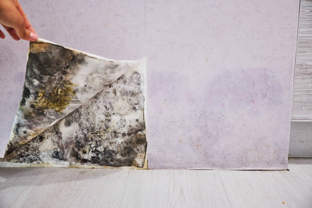 Best Commercial Mold Removal  in Kearny, AZ